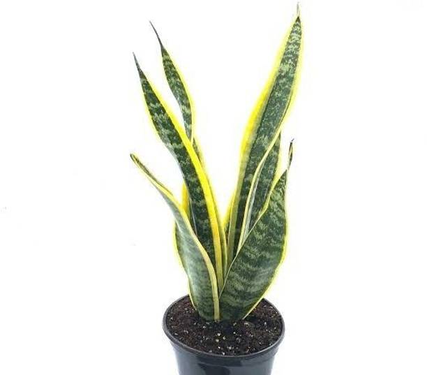 GREENCITY Snake Plant