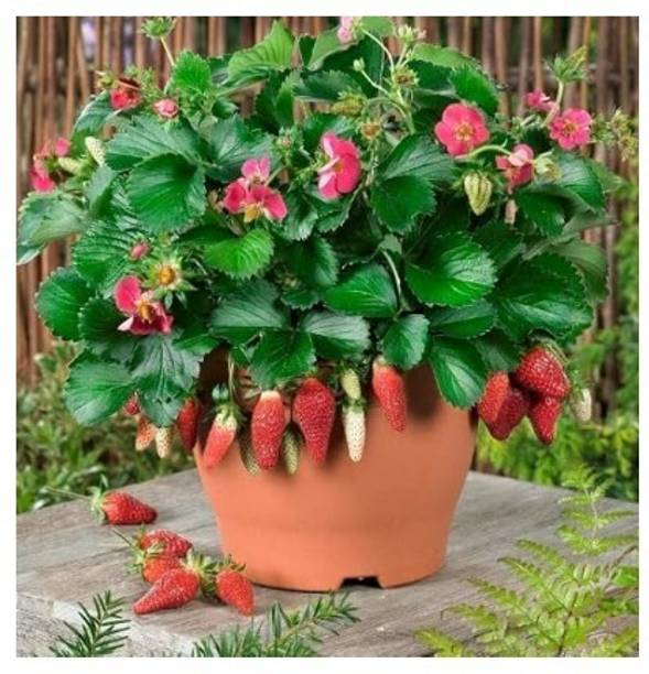 Treeicks Strawberry Plant
