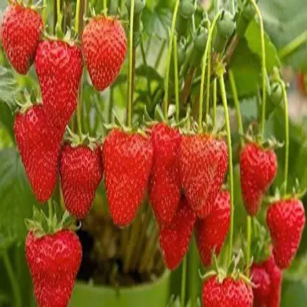 Augadh Strawberry Plant