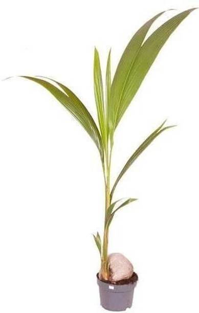 MOHOMAYATREE Coconut Plant
