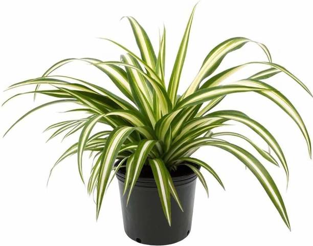BULAPLANTHOUSE Spider Plant