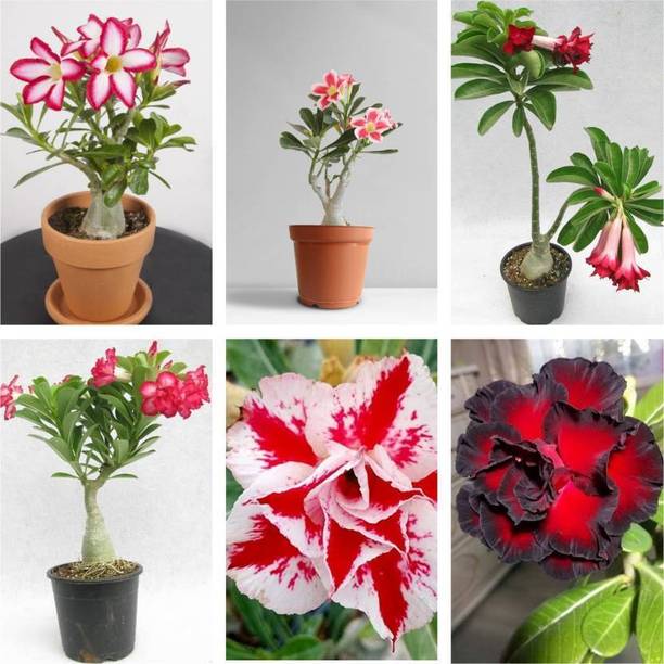 Cloud Farm Adenium Plant