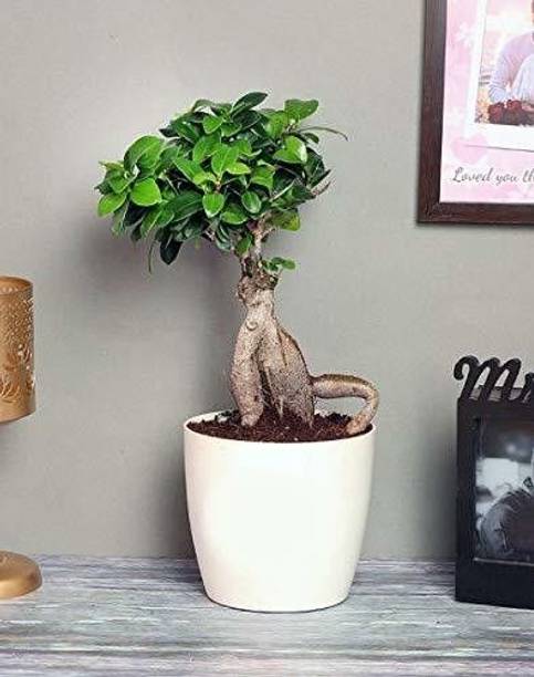 Barnaby Ficus Plant