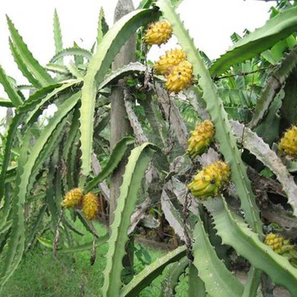 Rozaliya Dragon Tree