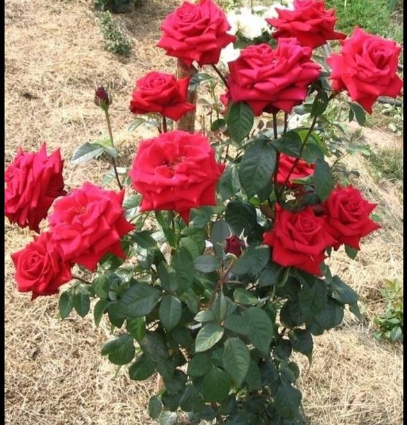 Cloud Farm Rose Plant