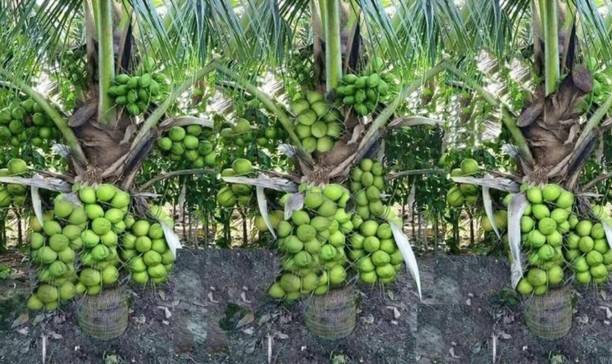 GreenGrowth Coconut Plant