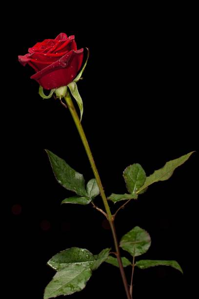 Rudra Rose Plant