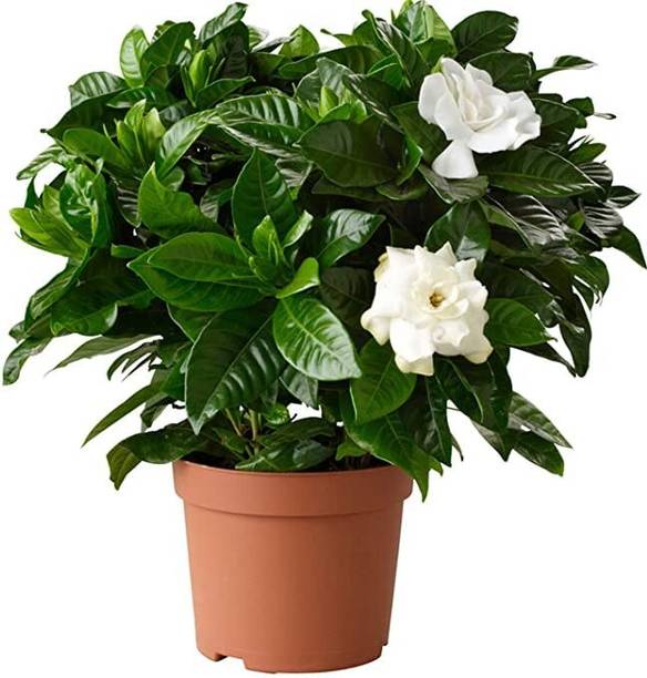 Ubtangrow Jasmine Plant