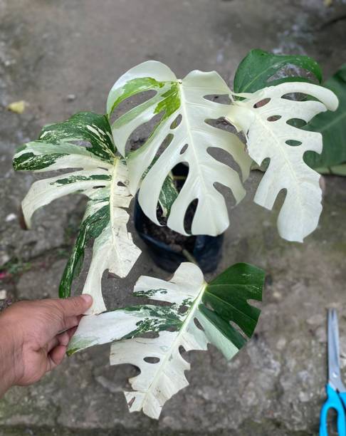 PHILONDREON Variegated Money Plant