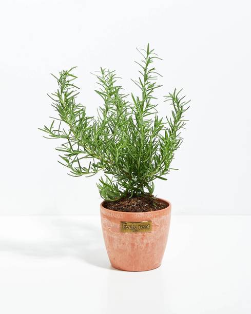 Dutta Rosemary Herb Plant, Rosemary Plant