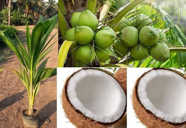 Green view Coconut Plant