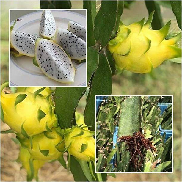 PetalPath Dragon Tree