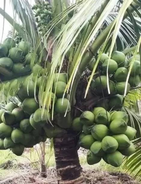 GLOBAL BAZAAR Coconut Plant