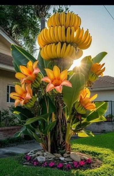 ToGon Banana Plant