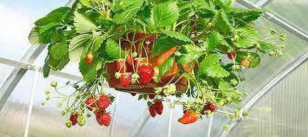 Cloud Farm Strawberry Plant