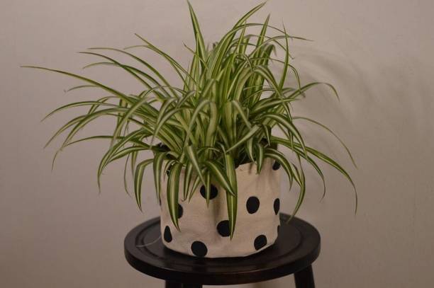 chiku Spider Plant