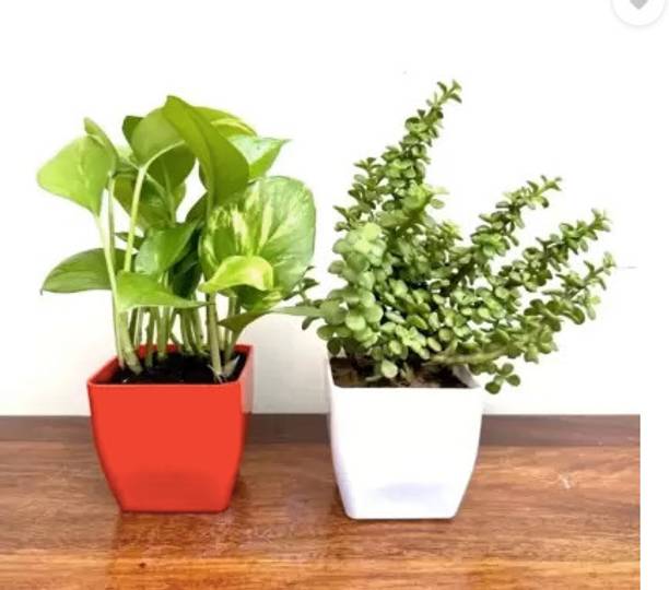 NurseryBazar Money Plant, Jade Plant