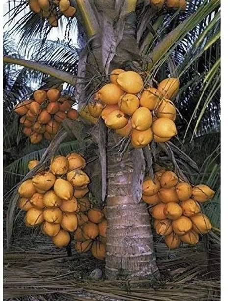 Grafted Malayan Yellow Dwarf Coconut Plant