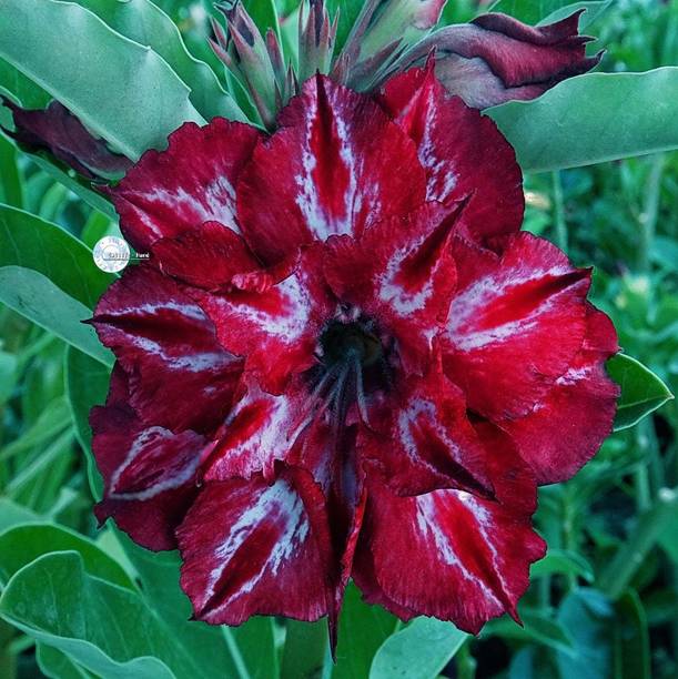GREENCITY Adenium Plant