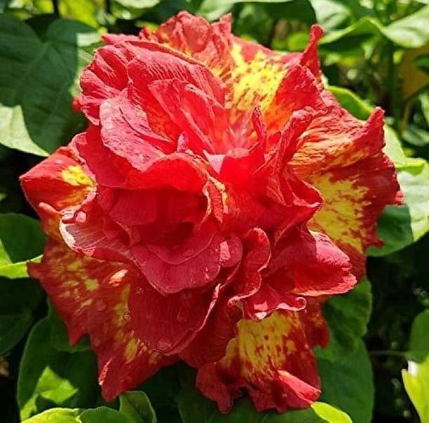 GREENCITY Hibiscus Plant