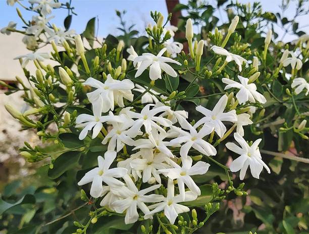 CHILLATAI Jasmine Plant