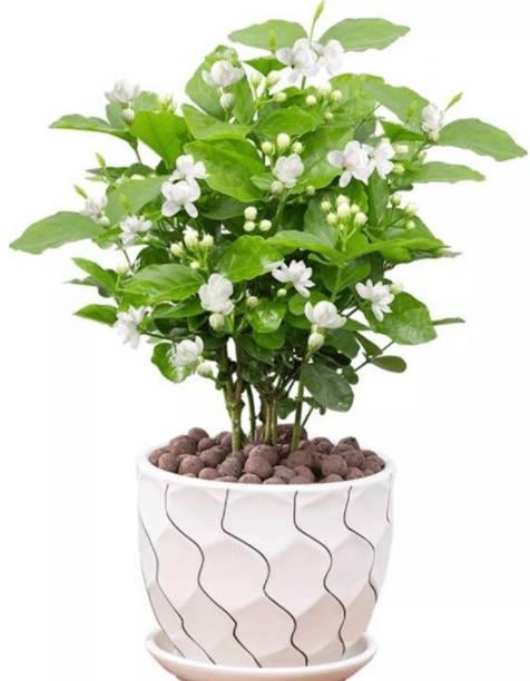 Greenery Nursery Jasmine Plant