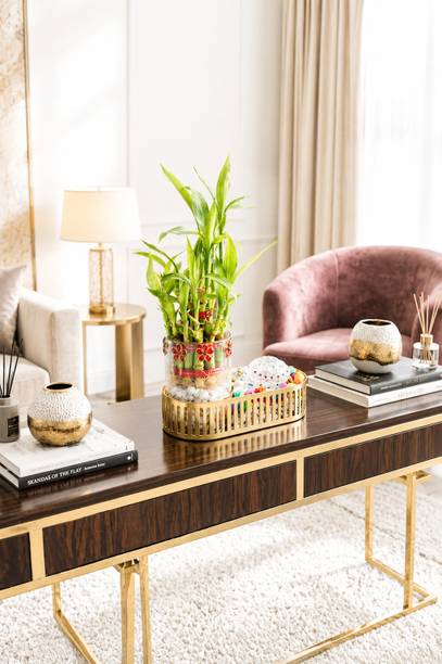 The urban home Lucky Bamboo Plant
