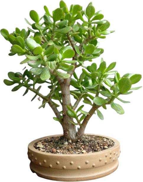 DEY CRAFT Jade Plant