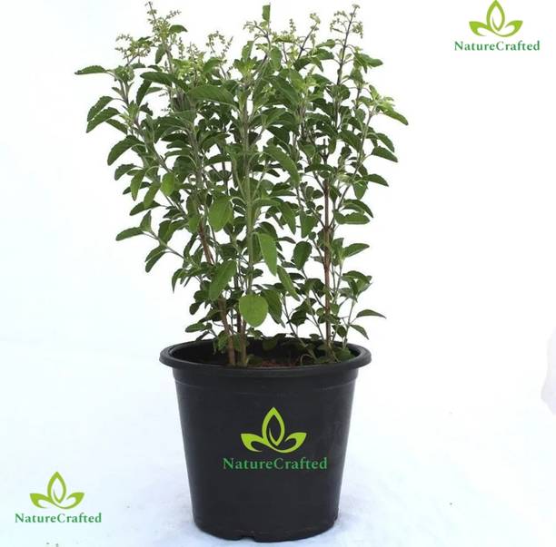 NatureCrafted Tulsi Plant