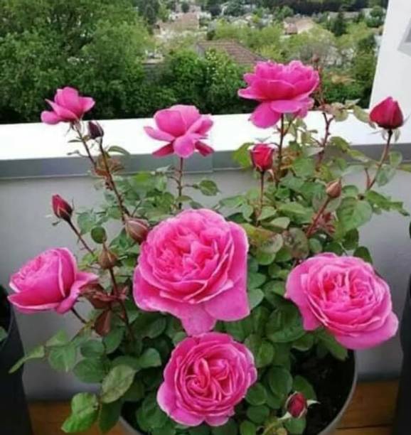 greenlifelive Rosemary Plant