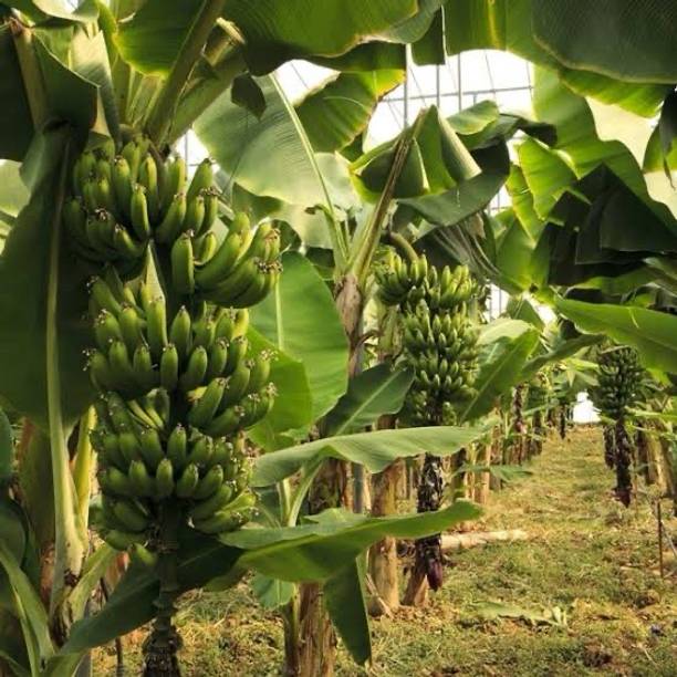 Global Mart Plant Banana Plant