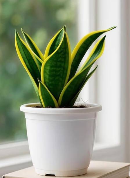 Greencornerhub Golden Snake Hahnii Plant