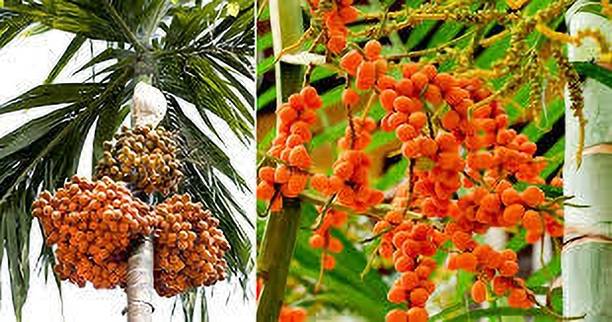 ABEFARIYA Betel Leaf Plant