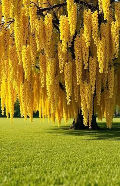 MiracleGarden Thryallis Golden Shower Plant