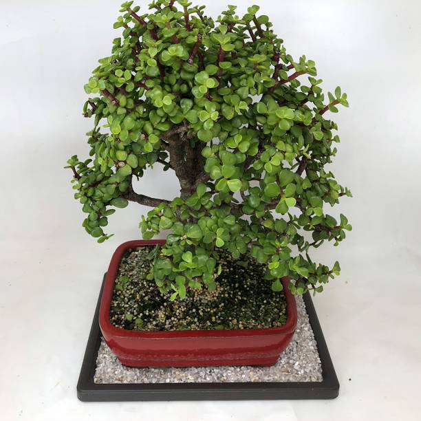GroWgaach Jade Plant