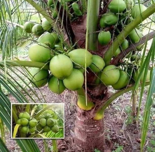Thai Verity Coconut Plant