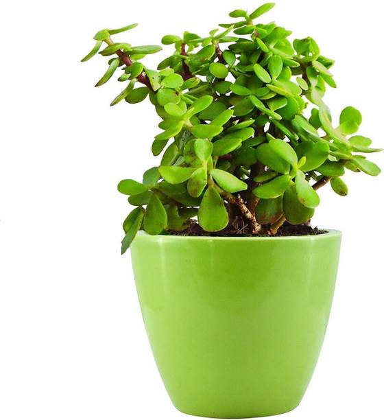 Mrplant Jade Plant