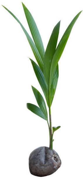 pb ree enterprise Ulmus Plant