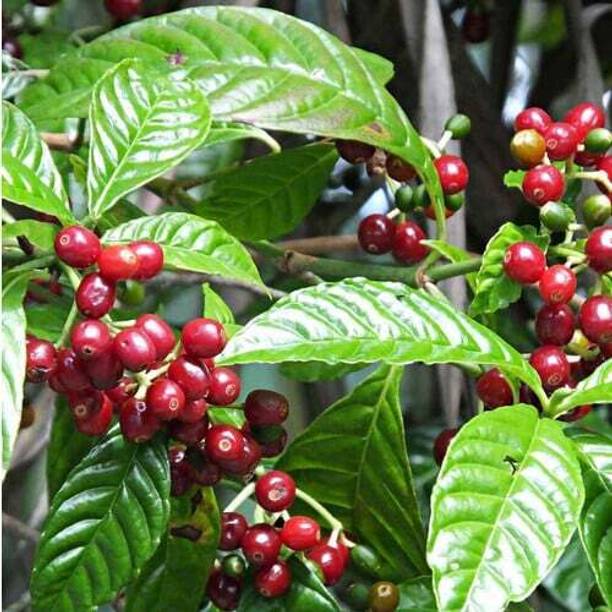 GreenHavenn Coffee Plant