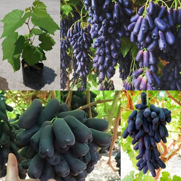 Cloud Farm Grapes Plant
