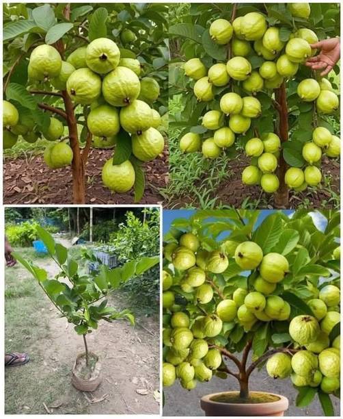 AloGardening Guava Plant