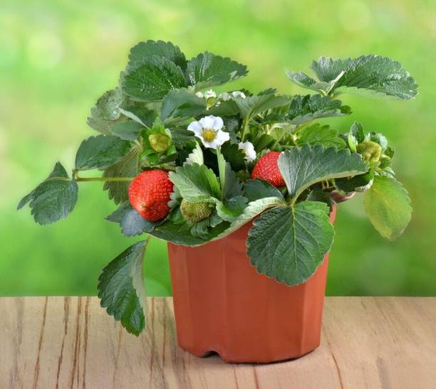 Cloud Farm Strawberry Plant