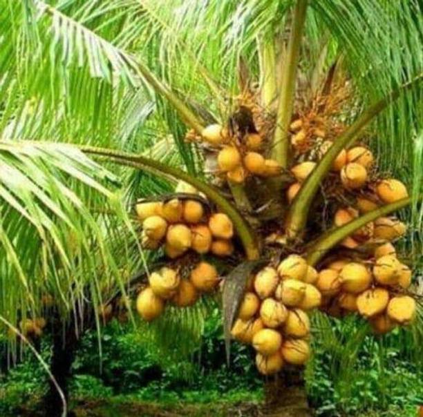 KUMUBON Coconut Plant