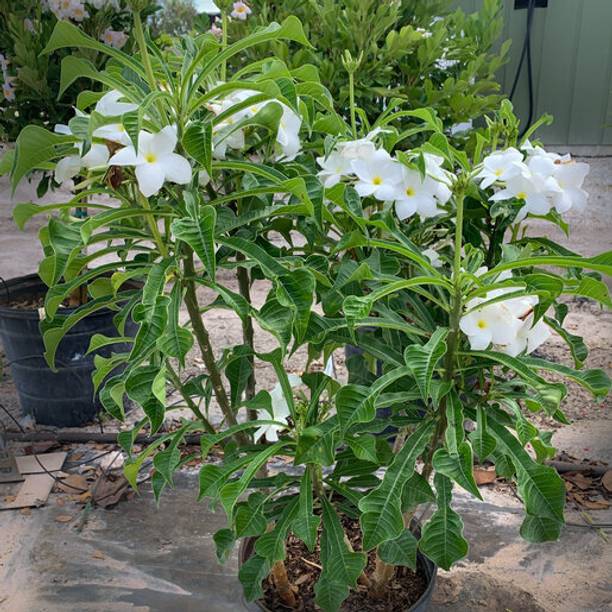 SARKAR KRISHI BHANDER Plumeria Plant