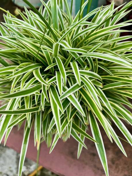 DEY CRAFT Spider Plant