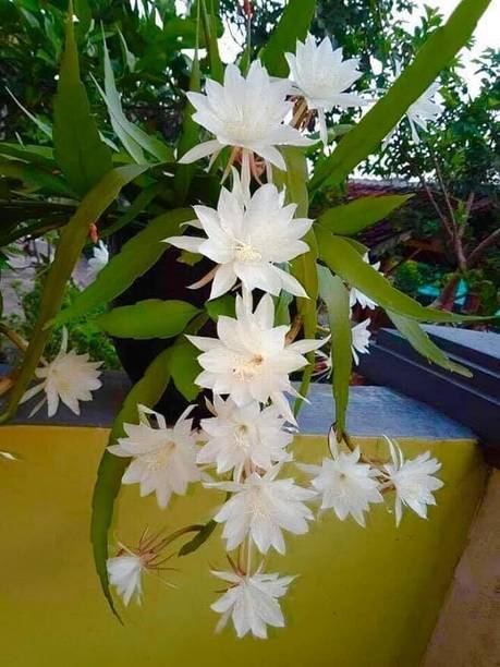 Cloud Farm Brahma Kamal Plant