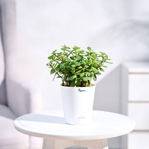 UGAOO Jade Plant