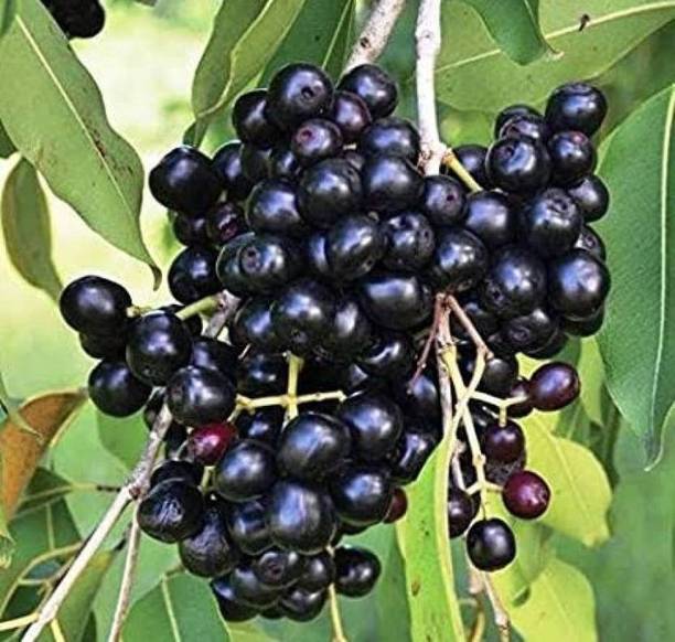 the green dotcom Jamun Plant