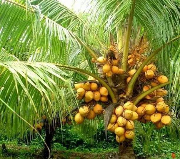 Kerala Dawaf Coconut Plant