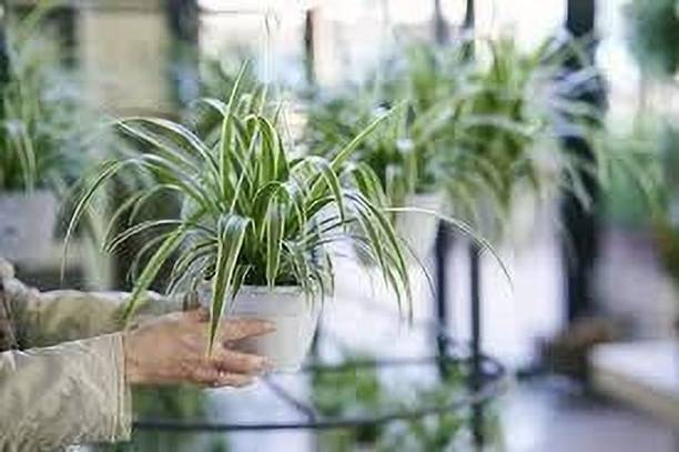 Adrita Spider Plant
